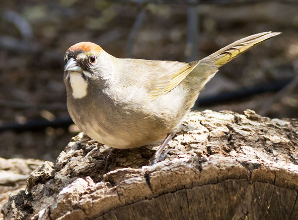 Green-tailed Towhee Pipilo chlorurus 