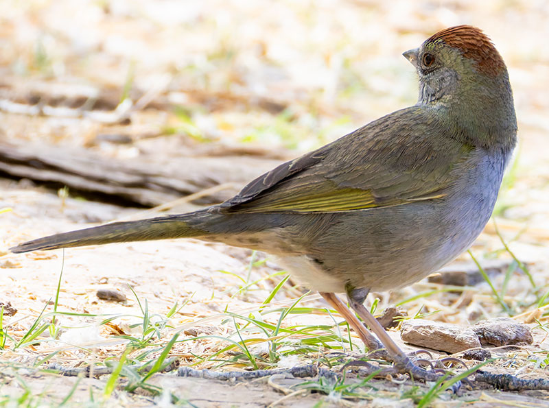 Green-tailed Towhee Pipilo chlorurus 