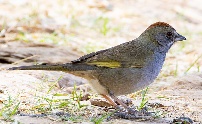 Green-tailed Towhee Pipilo chlorurus 