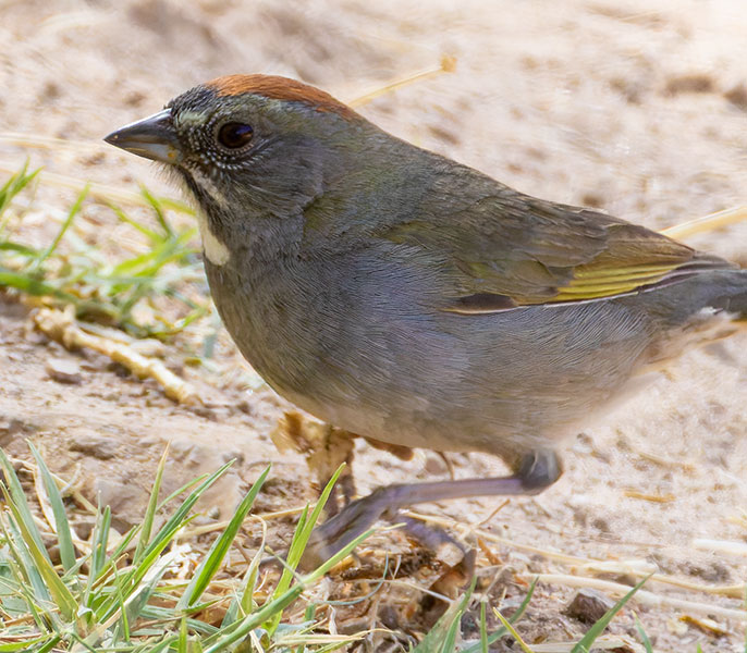 Green-tailed Towhee Pipilo chlorurus 
