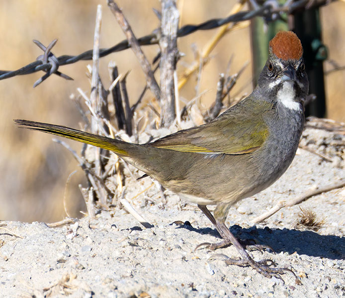 Green-tailed Towhee Pipilo chlorurus 