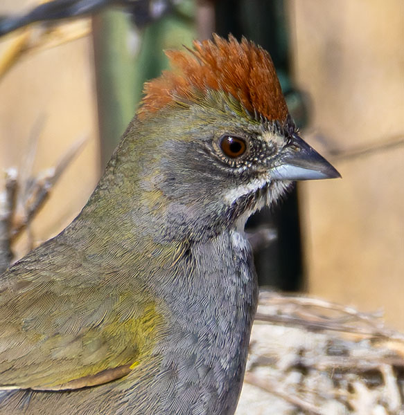 Green-tailed Towhee Pipilo chlorurus 