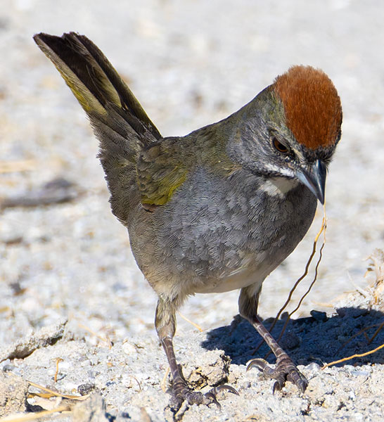 Green-tailed Towhee Pipilo chlorurus 