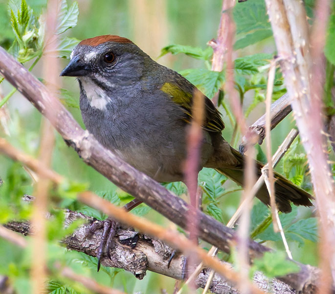 Green-tailed Towhee Pipilo chlorurus 