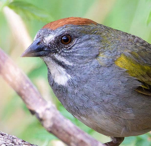 Green-tailed Towhee Pipilo chlorurus 