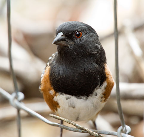 Spotted Towhee Pipilo maculatus 
