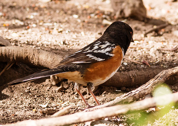 Spotted Towhee Pipilo maculatus 