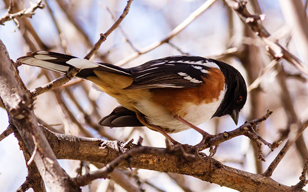 Spotted Towhee Pipilo maculatus 