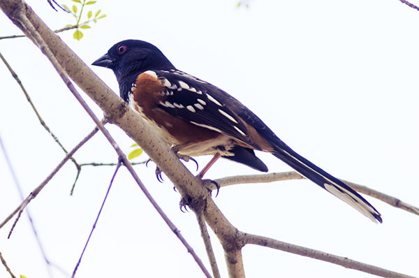 Spotted Towhee Pipilo maculatus 