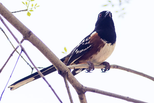 Spotted Towhee Pipilo maculatus 