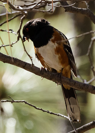 Spotted Towhee Pipilo maculatus 