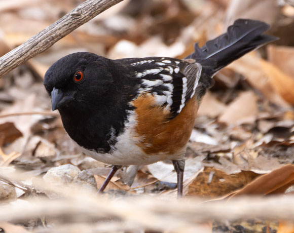Spotted Towhee Pipilo maculatus 