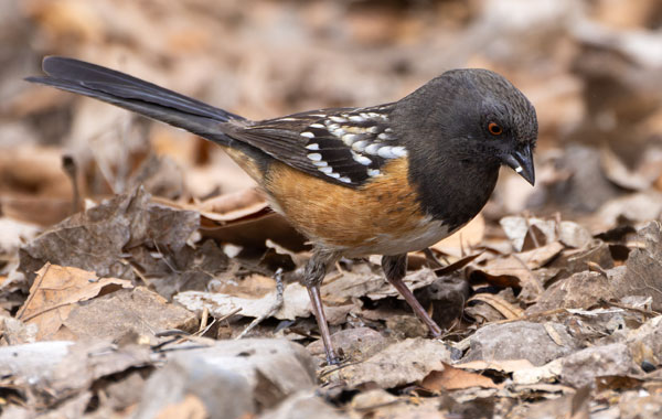 Spotted Towhee Pipilo maculatus 
