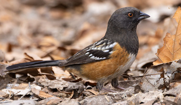Spotted Towhee Pipilo maculatus 