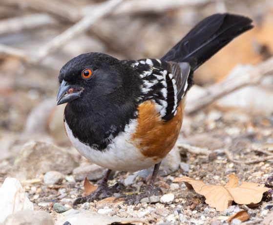 Spotted Towhee Pipilo maculatus 