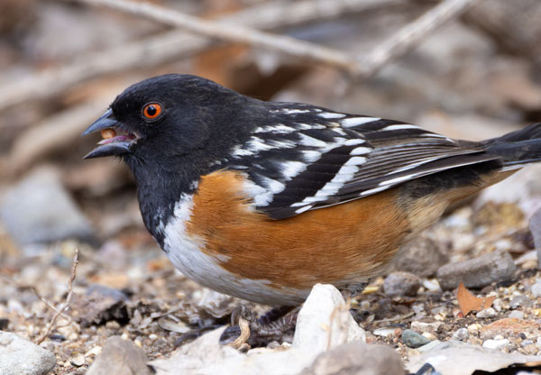 Spotted Towhee Pipilo maculatus 