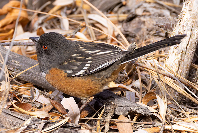Spotted Towhee Pipilo maculatus 