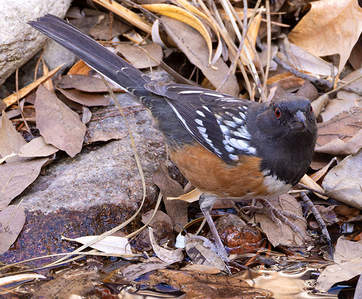 Spotted Towhee Pipilo maculatus 