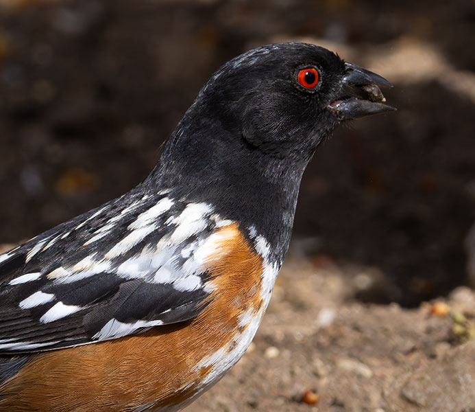 Spotted Towhee Pipilo maculatus articus