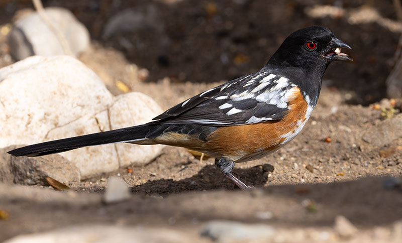 Spotted Towhee Pipilo maculatus articus