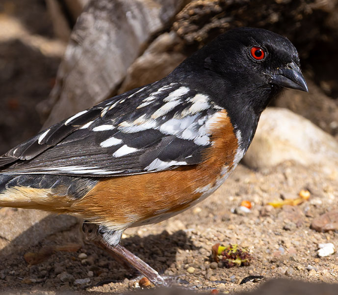Spotted Towhee Pipilo maculatus articus