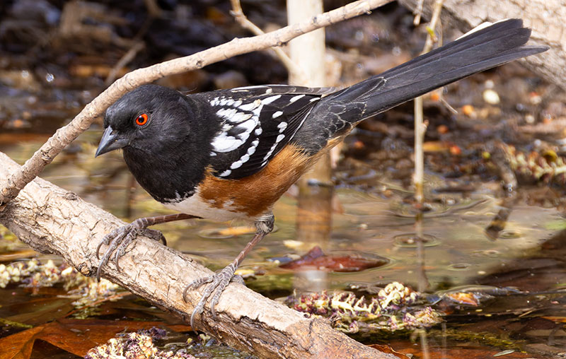 Spotted Towhee Pipilo maculatus articus