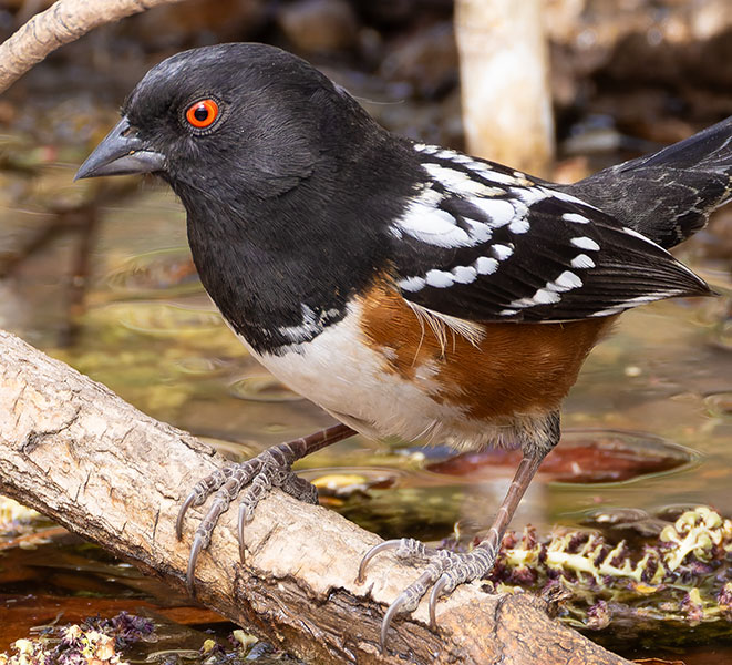 Spotted Towhee Pipilo maculatus articus