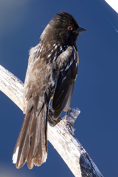 Spotted Towhee Pipilo maculatus 