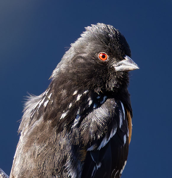 Spotted Towhee Pipilo maculatus 