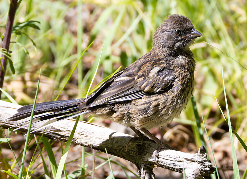 Spotted Towhee Pipilo maculatus 