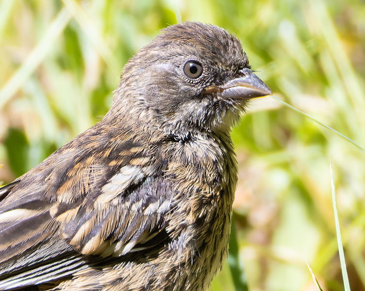 Spotted Towhee Pipilo maculatus 