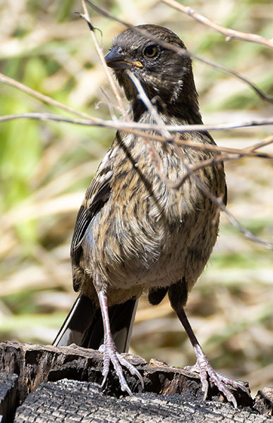 Spotted Towhee Pipilo maculatus 