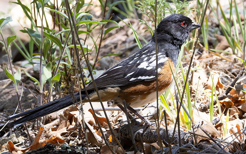 Spotted Towhee Pipilo maculatus 