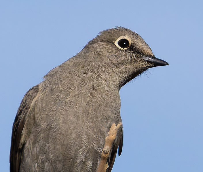 Townsend's Solitaire Myadestes townsendi