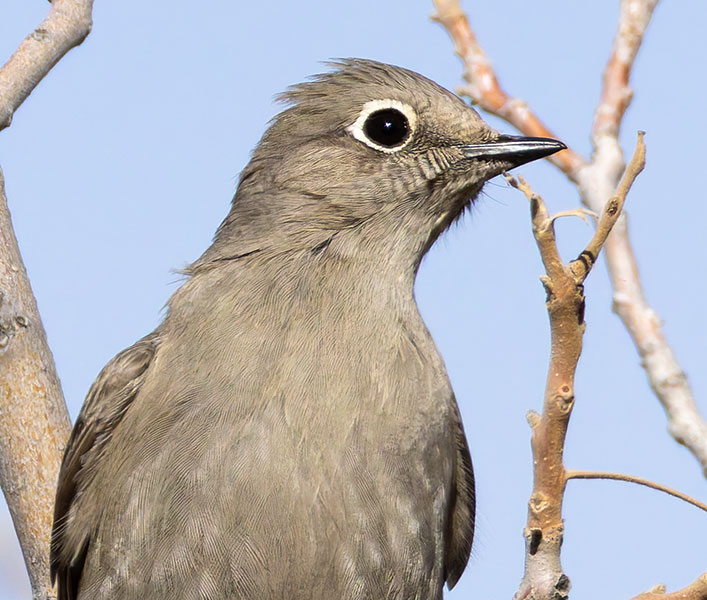 Townsend's Solitaire Myadestes townsendi