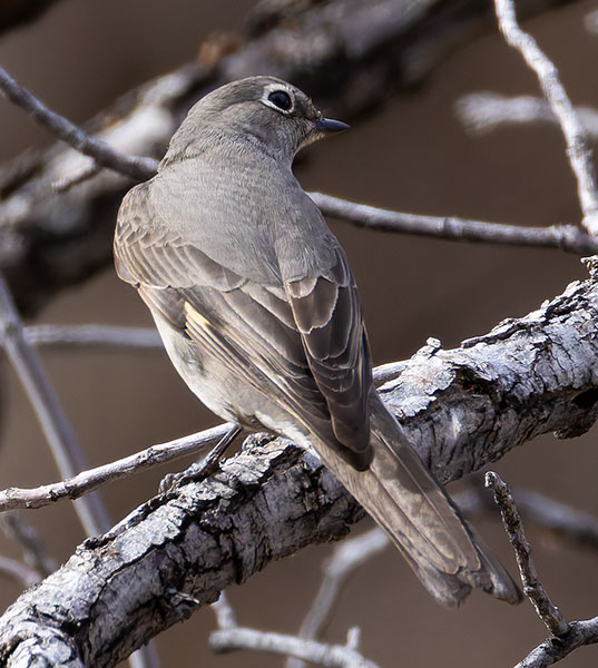 Townsend's Solitaire Myadestes townsendi