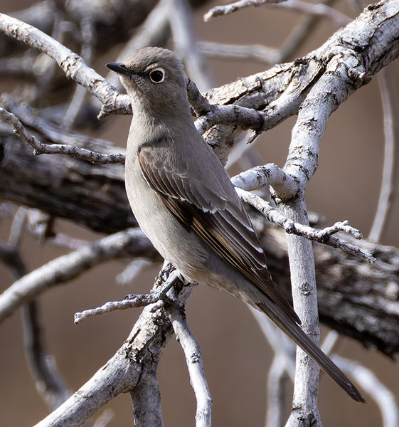 Townsend's Solitaire Myadestes townsendi