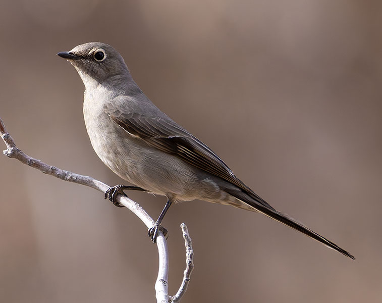 Townsend's Solitaire Myadestes townsendi