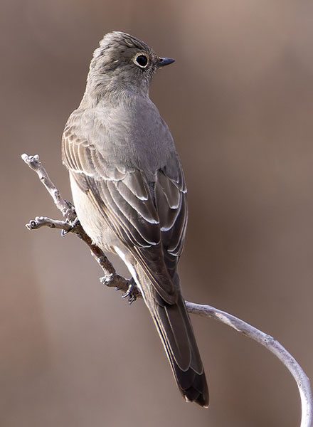 Townsend's Solitaire Myadestes townsendi