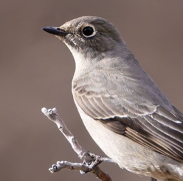 Townsend's Solitaire Myadestes townsendi