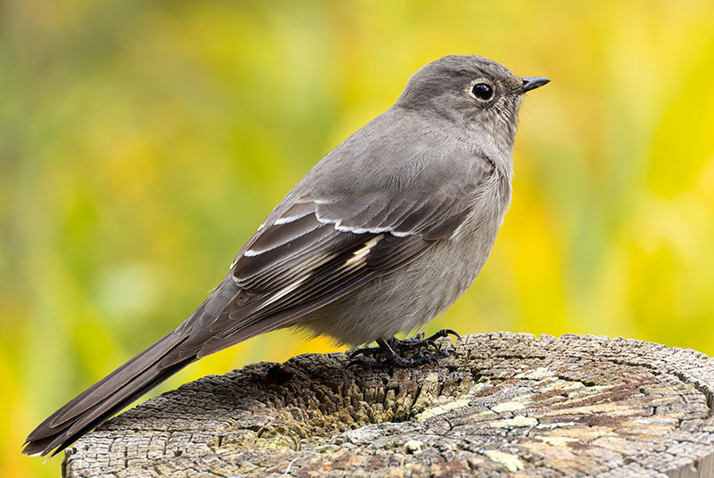 Townsend's Solitaire Myadestes townsendi