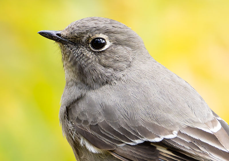 Townsend's Solitaire Myadestes townsendi