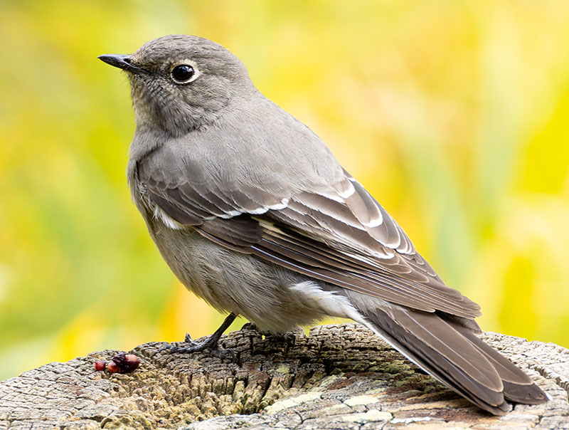 Townsend's Solitaire Myadestes townsendi