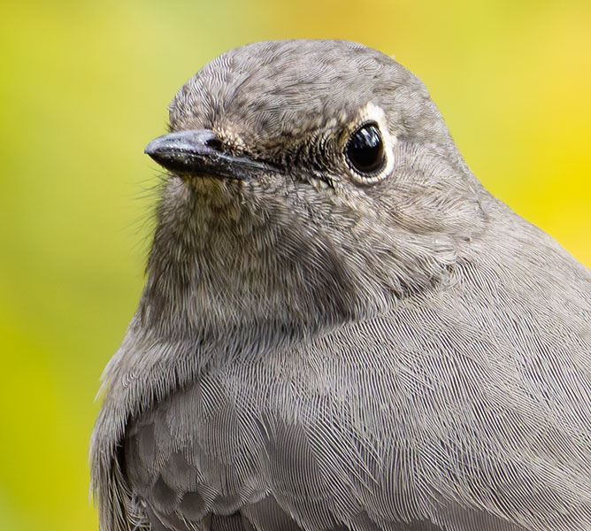 Townsend's Solitaire Myadestes townsendi