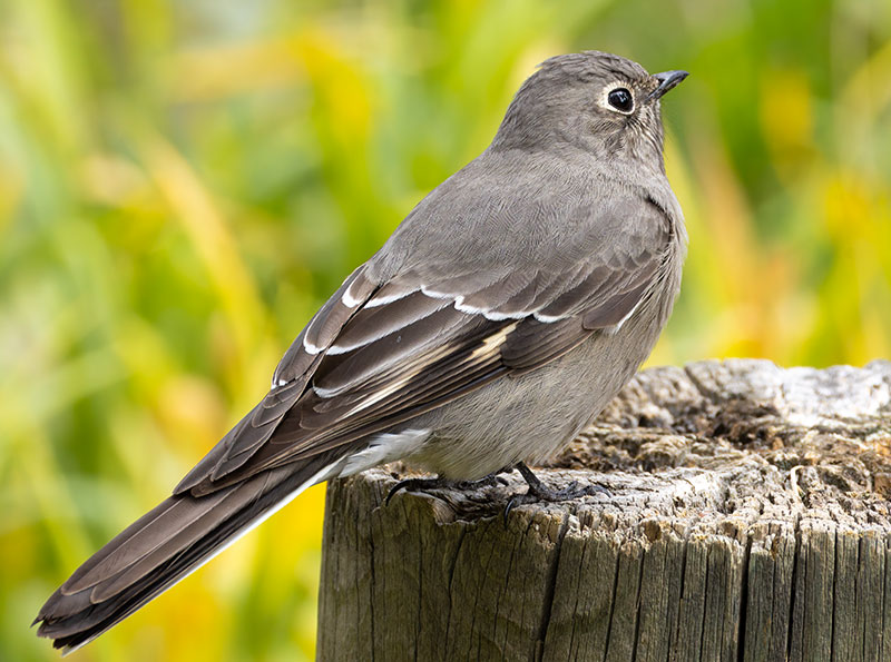 Townsend's Solitaire Myadestes townsendi