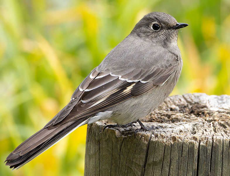 Townsend's Solitaire Myadestes townsendi