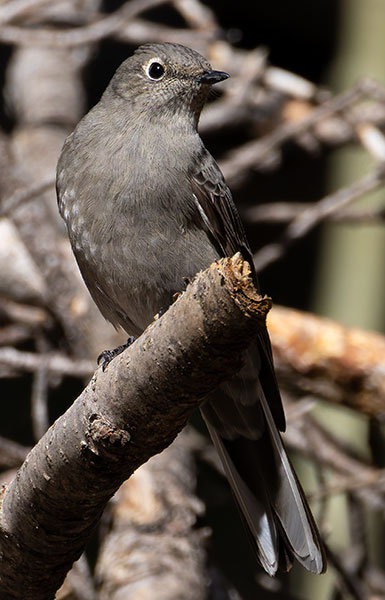 Townsend's Solitaire Myadestes townsendi