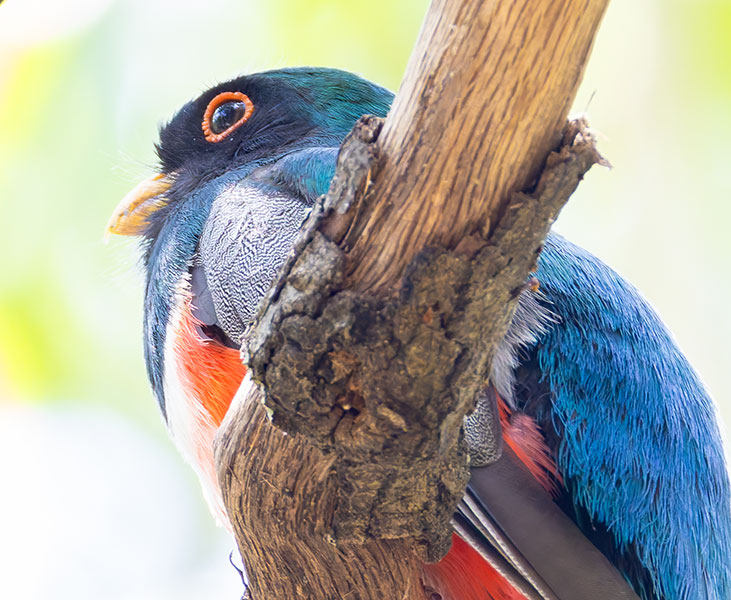Elegant Trogan  Trogon elegans