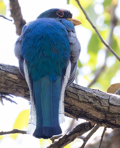 Elegant Trogan  Trogon elegans