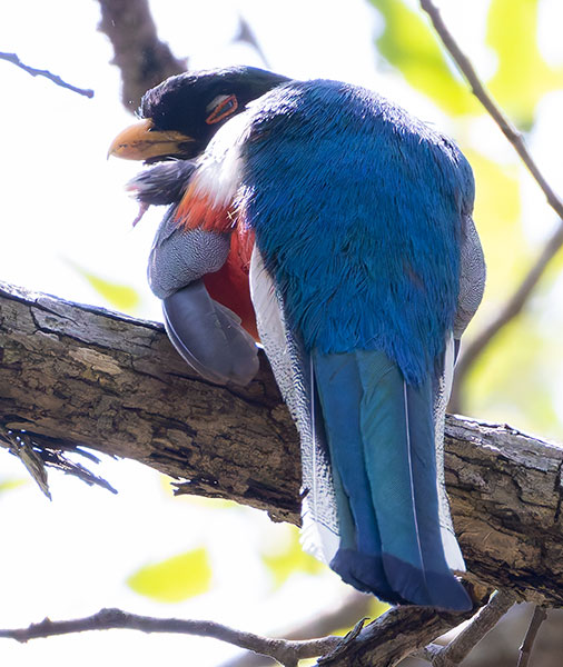 Elegant Trogan  Trogon elegans